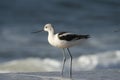 American Avocet at the beach Royalty Free Stock Photo