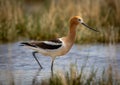 Foraging American Avocet