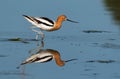 An American Avocet and Beautiful Reflection Royalty Free Stock Photo