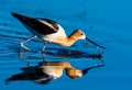 An American Avocet and Beautiful Reflection Royalty Free Stock Photo