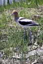 American Avocet bird Royalty Free Stock Photo