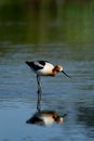 American Avocet bird