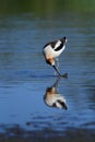 American Avocet bird Royalty Free Stock Photo