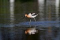 American Avocet bird Royalty Free Stock Photo