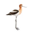 American avocet bird watercolor illustration. Hand drawn realistic detailed Recurvirostra americana avian. Shore