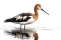 American Avocet, a distinctive wading bird found in North America. Royalty Free Stock Photo