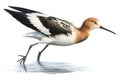 American Avocet, a distinctive wading bird found in North America. Royalty Free Stock Photo