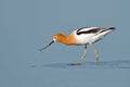 American Avocet