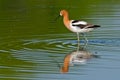 American Avocet