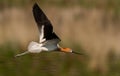 A Beautiful American Avocet in Flight Royalty Free Stock Photo