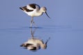 American Avocet Foraging Royalty Free Stock Photo