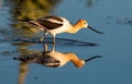 An American Avocet Foraging for food in the Shallow Water of a Lake Royalty Free Stock Photo