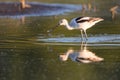 American Avocet Foraging Royalty Free Stock Photo