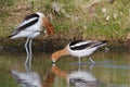 Graceful, Gentle and Beautiful. The American Avocet