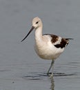 American Avocet