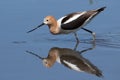 American Avocet (Recurvirostra americana) Royalty Free Stock Photo