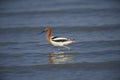 American Avocet Recurvirostra americana foraging along Lake