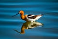 American avocet looks for insects in the water. Bruce Lake Alberta Canada