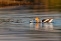 A Beautiful American Avocet Diving for Food in Water Royalty Free Stock Photo