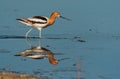 A Beautiful American Avocet in Foraging for Food in a Mudflat Royalty Free Stock Photo