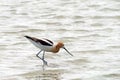 American Avocet in shallow water Royalty Free Stock Photo