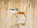 American Avocet Wading and Foraging Royalty Free Stock Photo