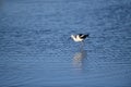 An American Avocet Walking in the lake