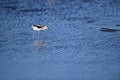 An American Avocet Walking in the lake