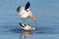 American Avocets mating in blue water in Sierra Valley