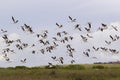 The american avocets flying in the blue sky