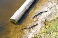 American baby alligators in Florida Wetland. Everglades National Park in USA. Little gators. Royalty Free Stock Photo