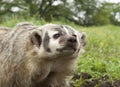 American Badger Royalty Free Stock Photo