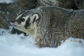 American Badger Royalty Free Stock Photo