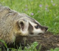 American Badger Royalty Free Stock Photo