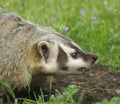 American Badger