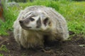 American Badger Royalty Free Stock Photo