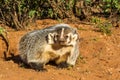 American Badger