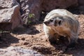 American badger