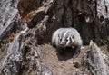 American badger cub