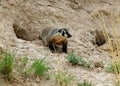 An American Badger Royalty Free Stock Photo