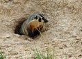 An American Badger Royalty Free Stock Photo