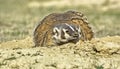 American badger at his den