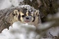 American Badger in Snow