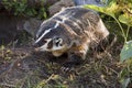 American Badger Taxidea taxus