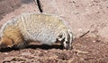 An American Badger, Taxidea taxus, Family Mustelidae Royalty Free Stock Photo
