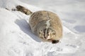 An American badger Taxidea taxus walking in the winter snow. Royalty Free Stock Photo