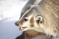 An American badger Taxidea taxus walking in the winter snow. Royalty Free Stock Photo