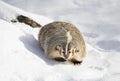 An American badger Taxidea taxus walking in the winter snow. Royalty Free Stock Photo