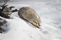 An American badger Taxidea taxus walking in the winter snow.