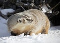 An American badger Taxidea taxus walking in the winter snow. Royalty Free Stock Photo